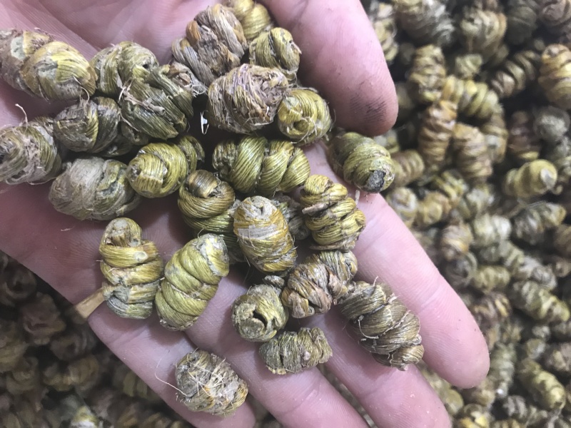 霍山仿野生铁皮石斛枫斗铁皮石斛干条寸条芽条石斛粉500克