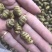 霍山仿野生铁皮石斛枫斗铁皮石斛干条寸条芽条石斛粉500克