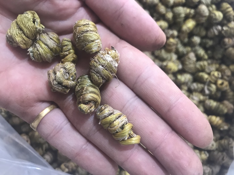 霍山仿野生铁皮石斛枫斗铁皮石斛干条寸条芽条石斛粉500克