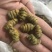 霍山仿野生铁皮石斛枫斗铁皮石斛干条寸条芽条石斛粉500克