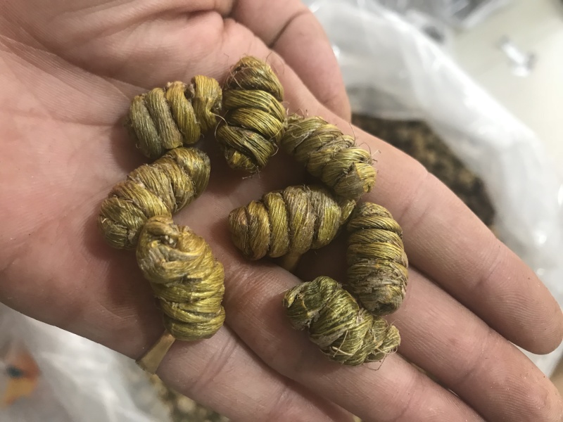 霍山仿野生铁皮石斛枫斗铁皮石斛干条寸条芽条石斛粉500克
