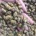 霍山仿野生铁皮石斛枫斗铁皮石斛干条寸条芽条石斛粉500克