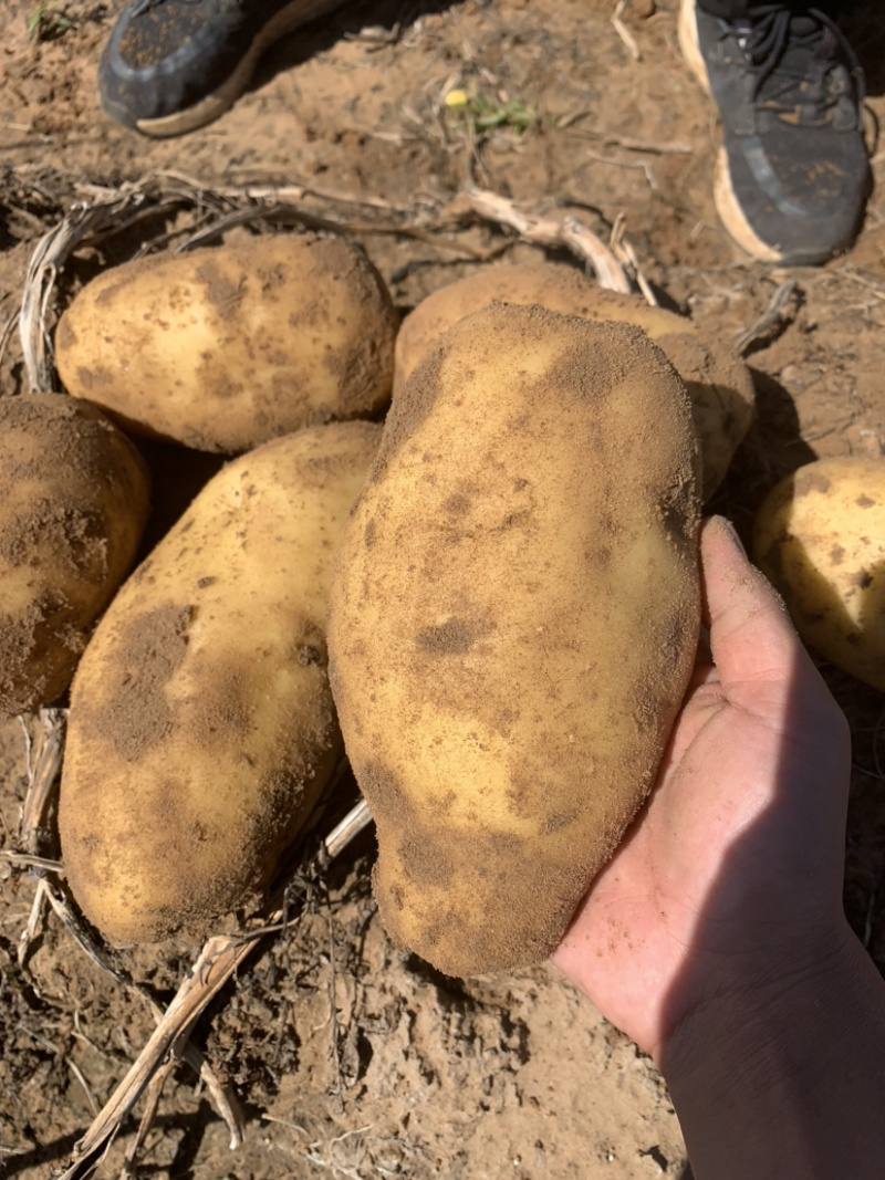 陕北土豆中佳土豆基地土豆袋装纯沙地黄皮黄心