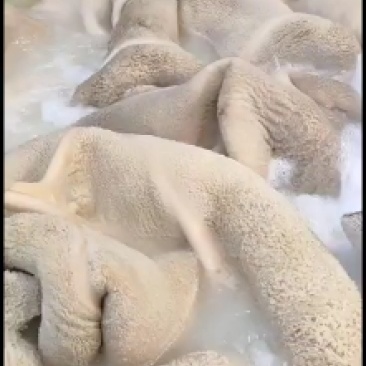 厂家大量加工水煺全熟牛肚