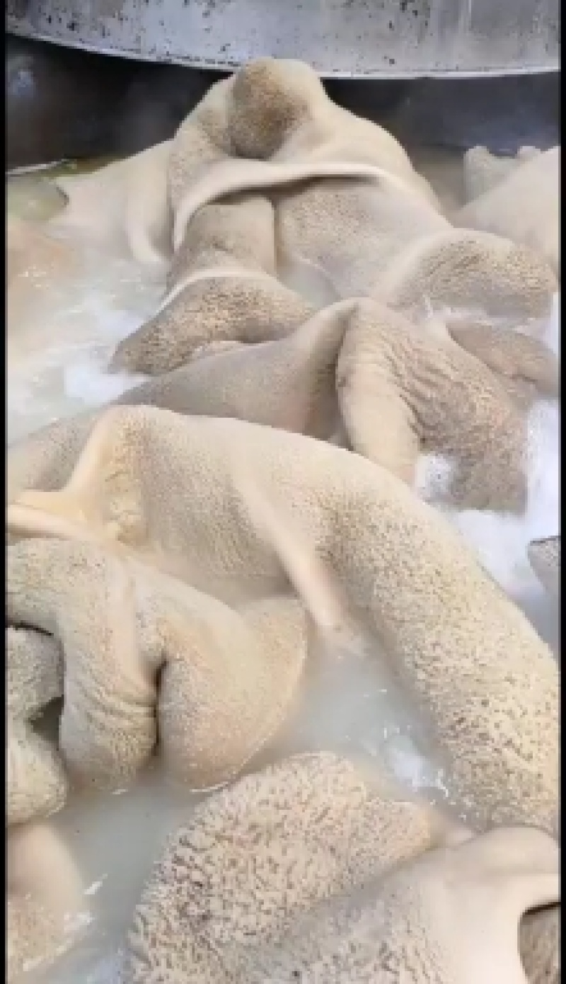 厂家大量加工水煺全熟牛肚