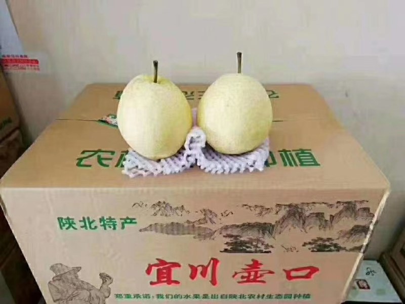 陕西省延安市宜川县代办高原壶口酥梨
