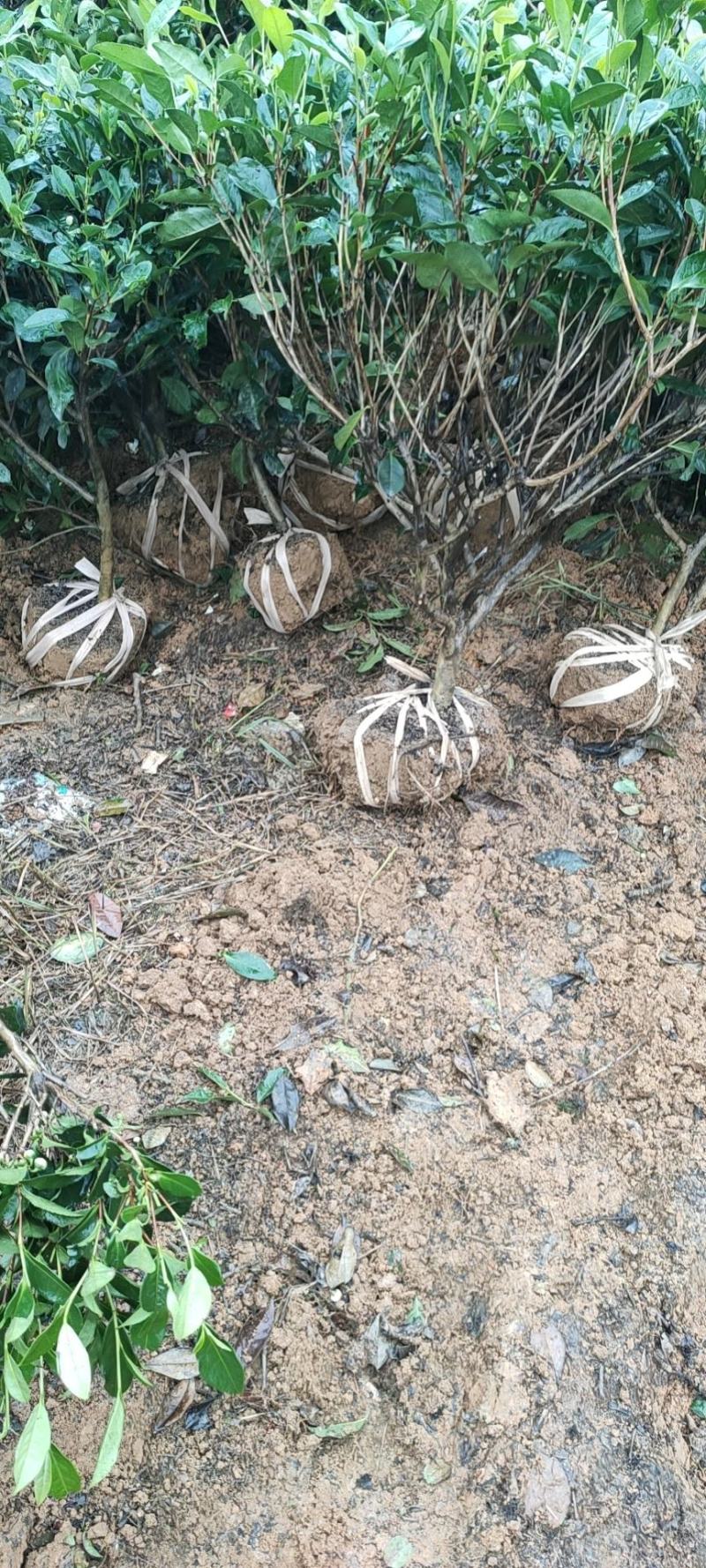 大量出售各规格绿茶茶树