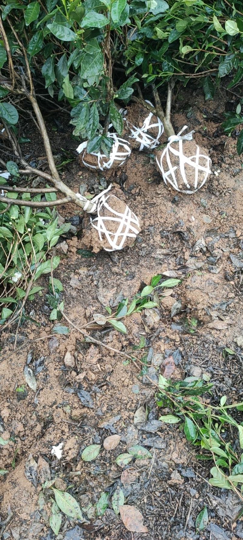 大量出售各规格绿茶茶树