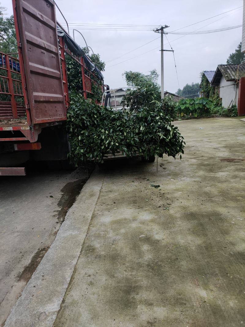 大量出售各规格绿茶茶树
