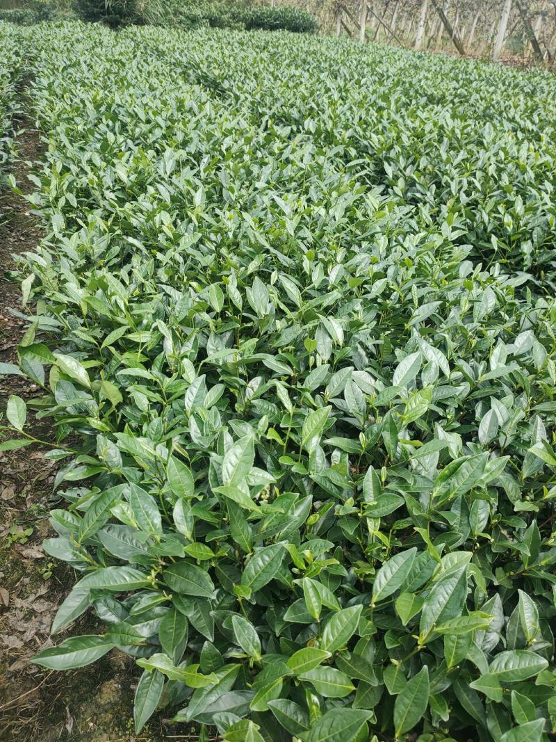大量出售各规格绿茶茶树