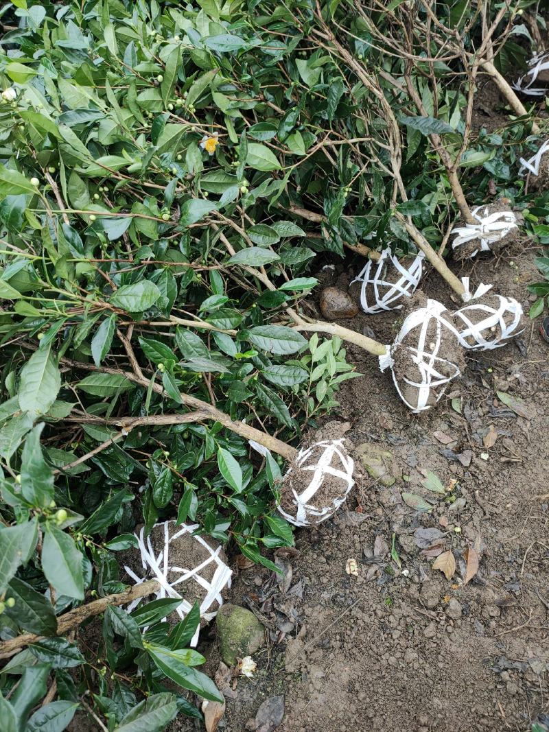 大量出售各规格绿茶茶树
