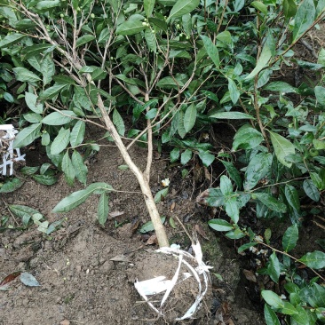 大量出售各规格绿茶茶树