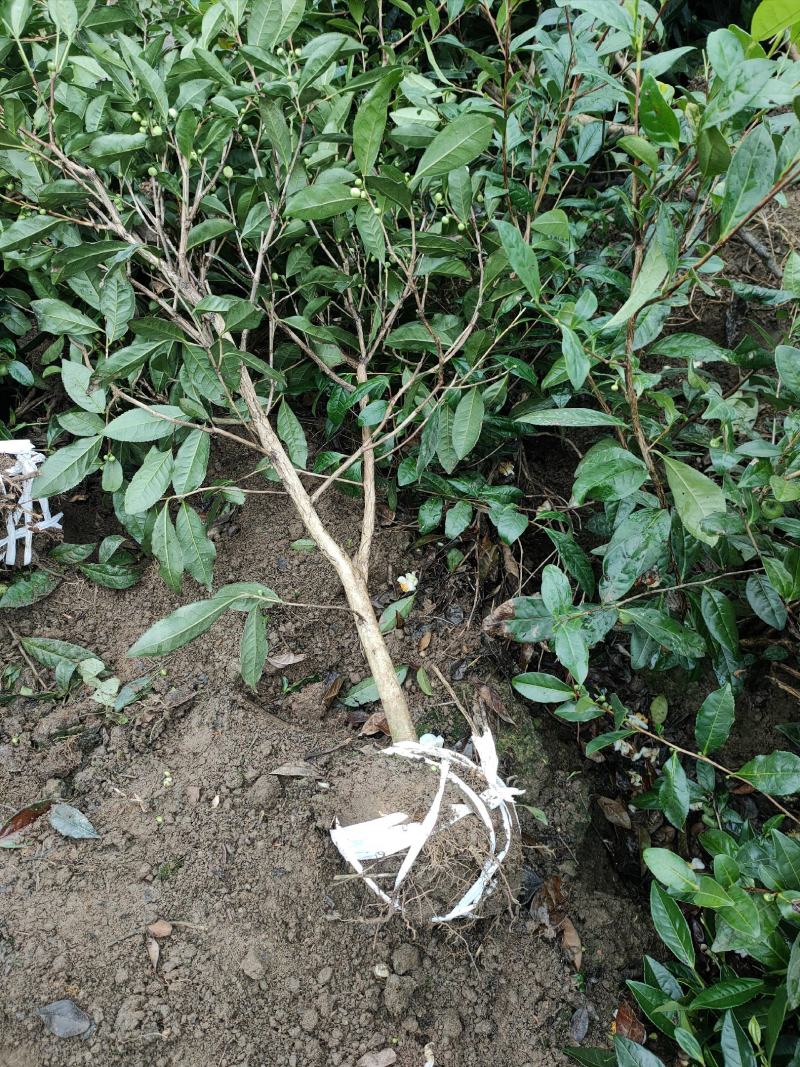 大量出售各规格绿茶茶树