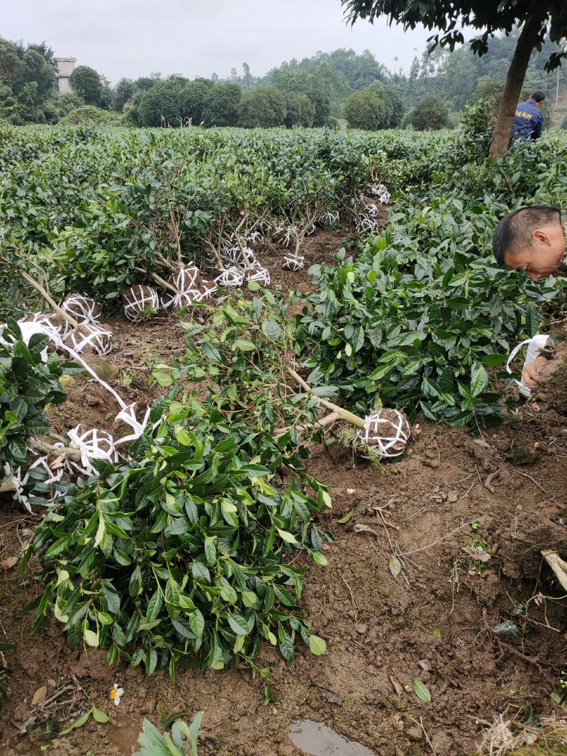 大量出售各规格绿茶茶树
