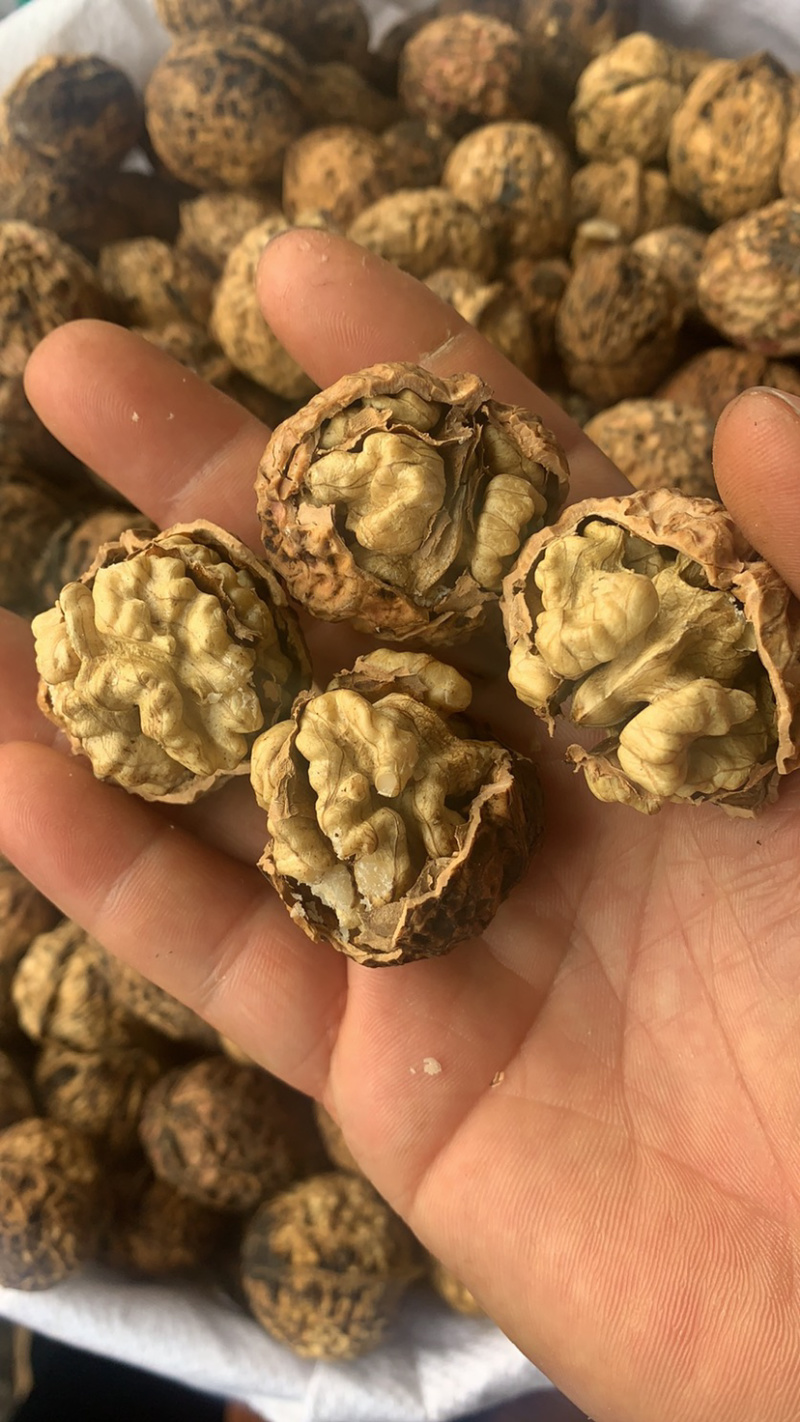 云南核桃薄皮核桃新货一手货源