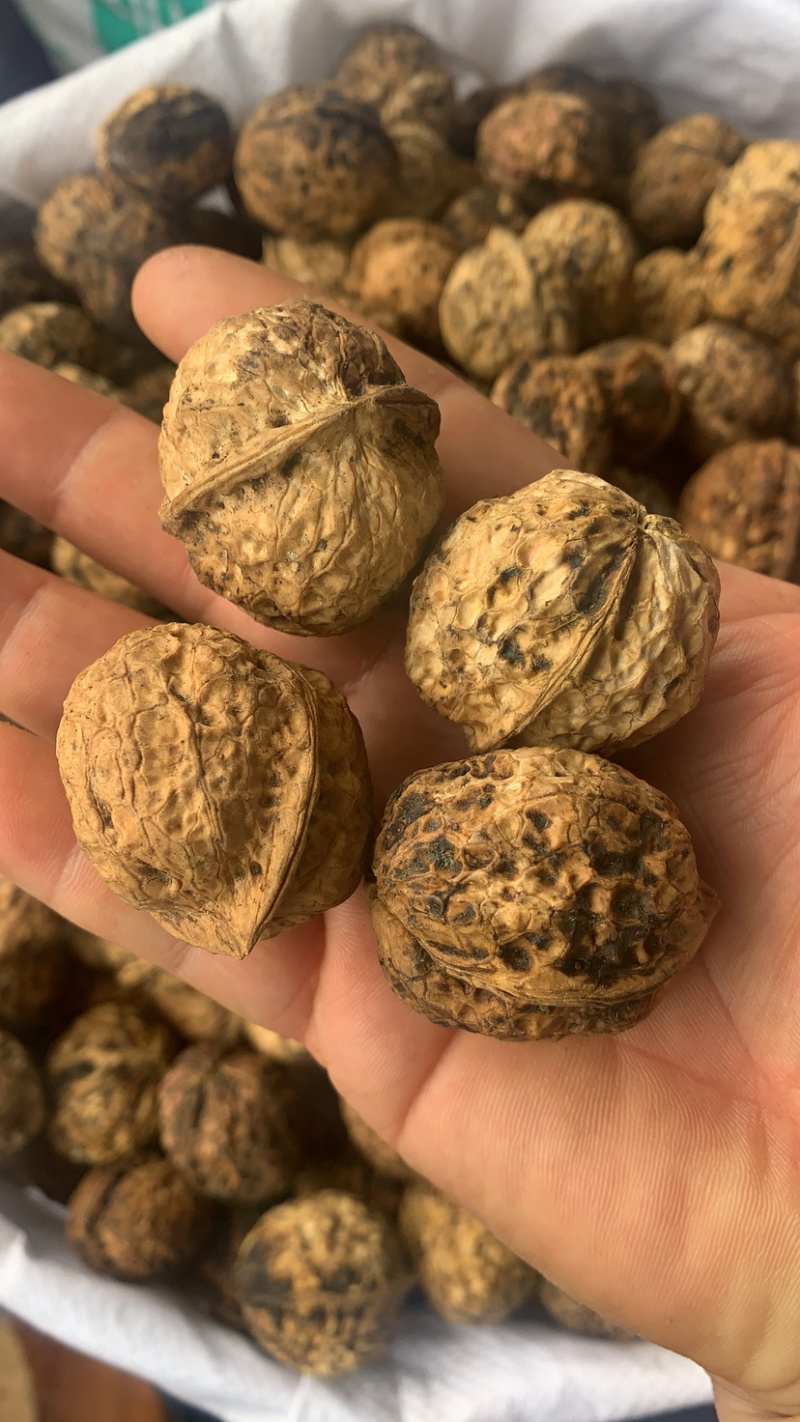 云南核桃薄皮核桃新货一手货源