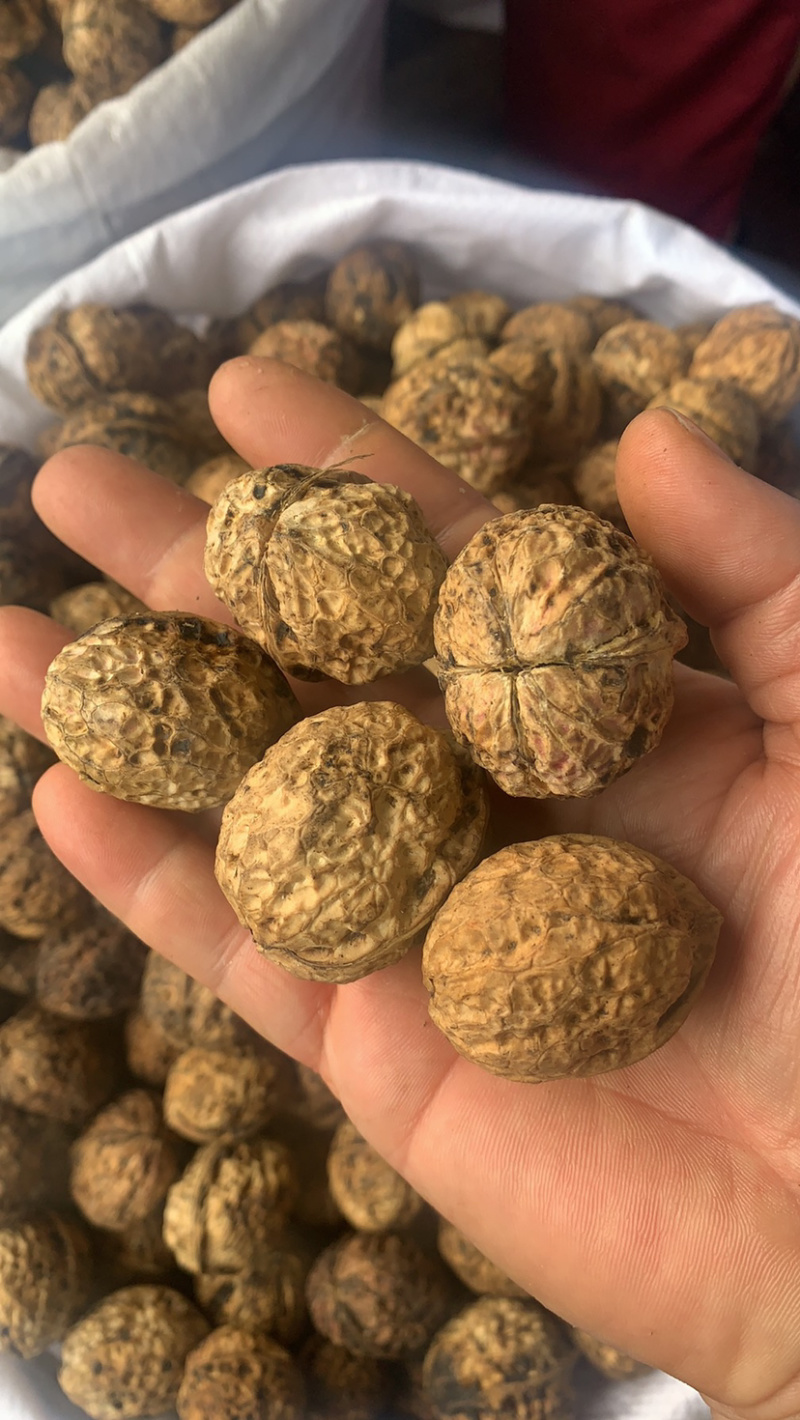 云南核桃薄皮核桃新货一手货源