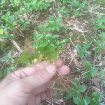 沉香芽苗大量出售！！