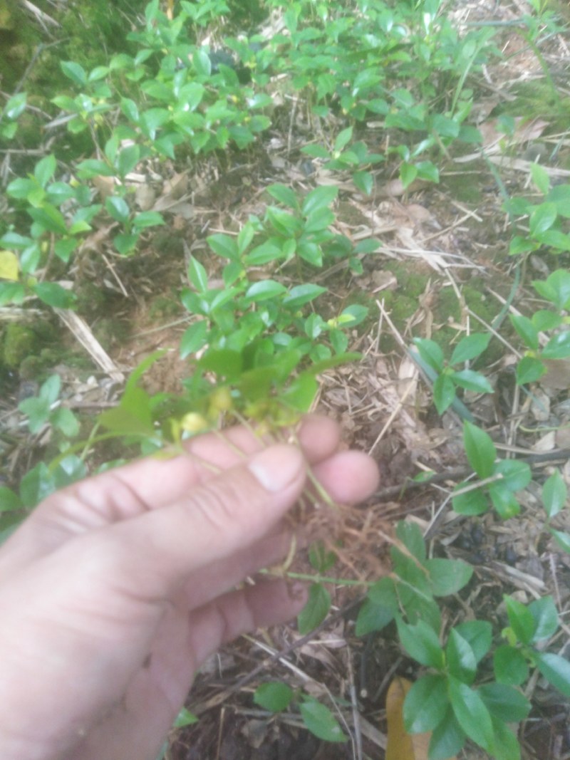 沉香芽苗大量出售！！