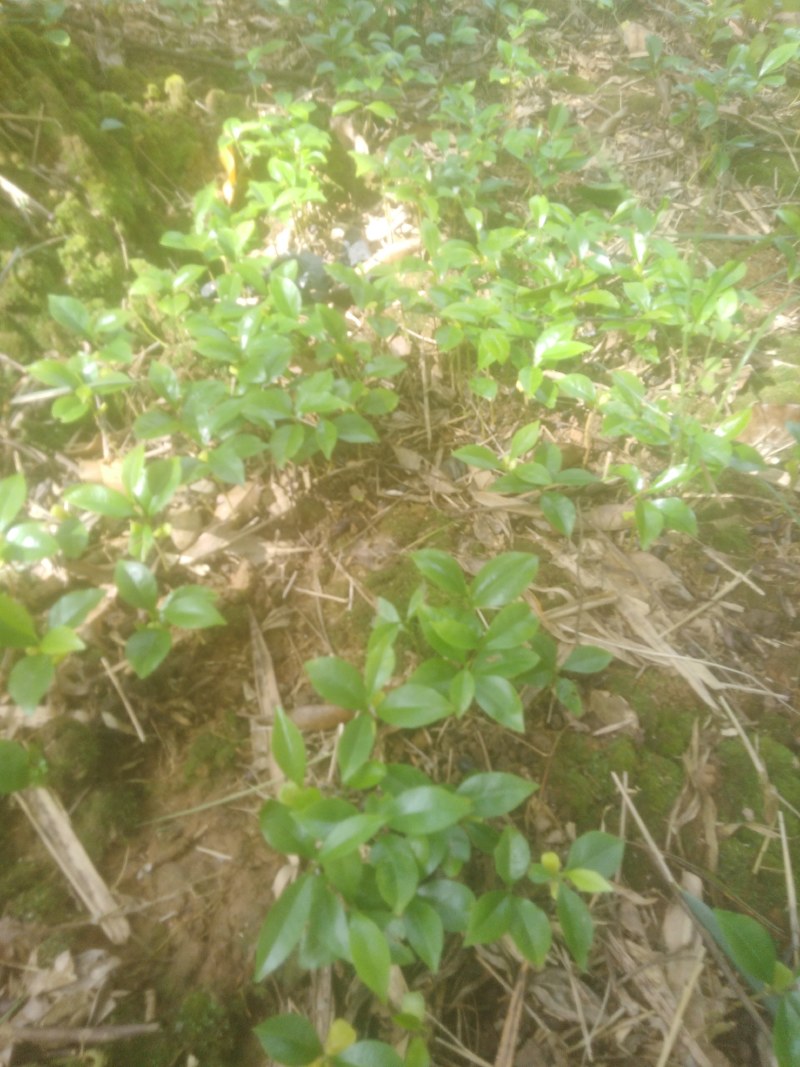 沉香芽苗大量出售！！