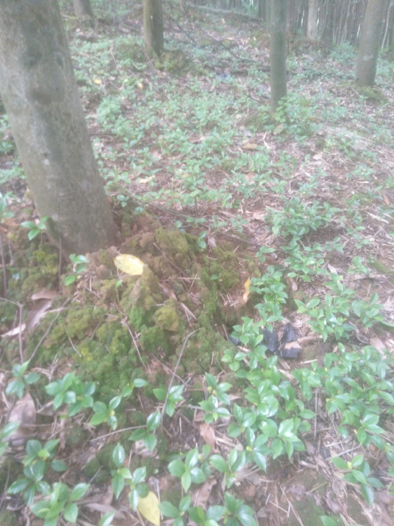 沉香芽苗大量出售！！