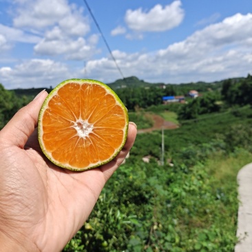 四川资中蜜橘，皮薄汁多，入口化渣大量上市中。
