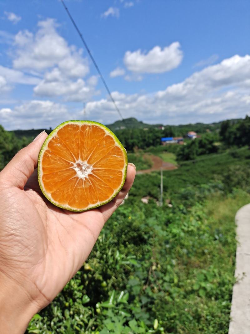 四川资中蜜橘，皮薄汁多，入口化渣大量上市中。