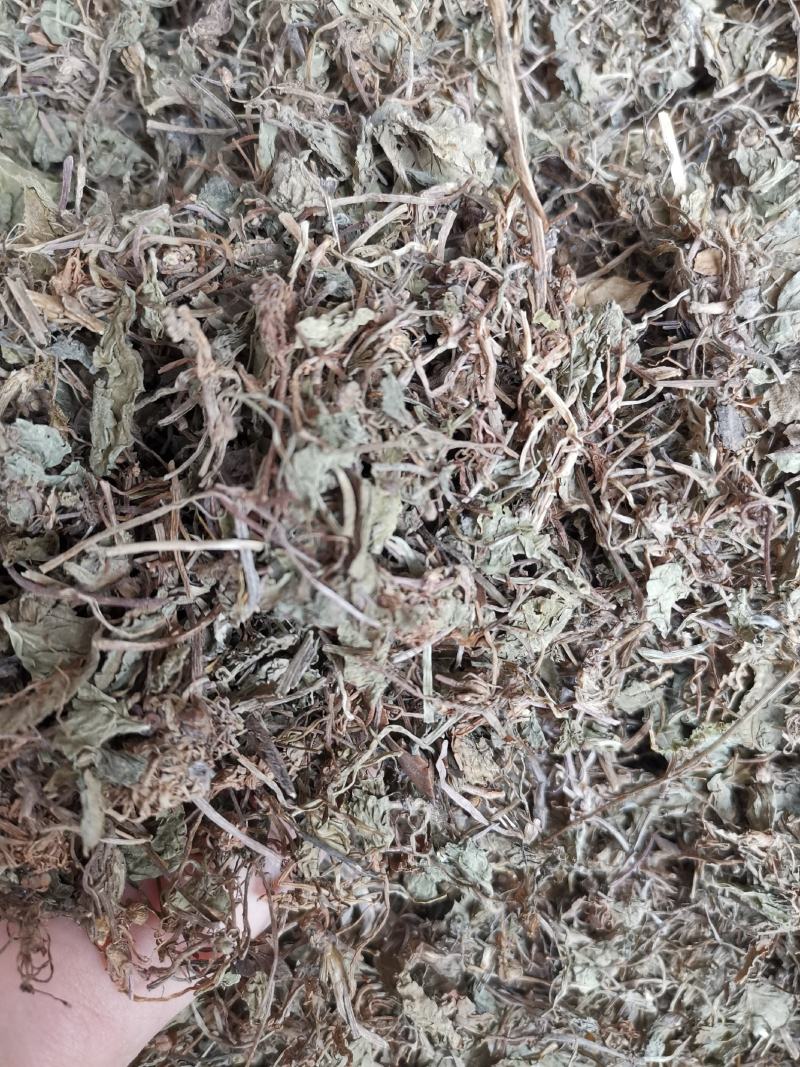 积雪草无硫净货积雪草马蹄草产地直销量大从优