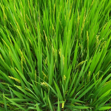 谷类作物川康优荷花稻