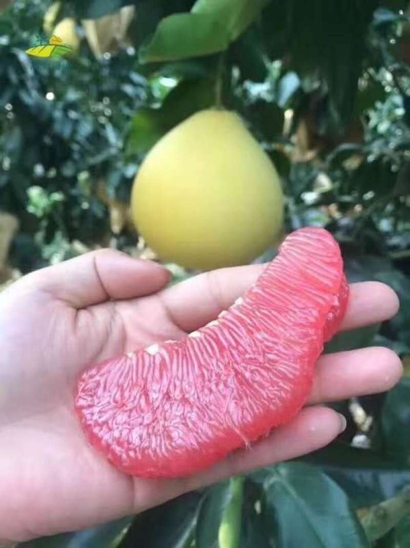 红心柚子现摘现发甜度高，水分足，一手货源