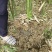竹子基地量大批发，竹子品种全数量大