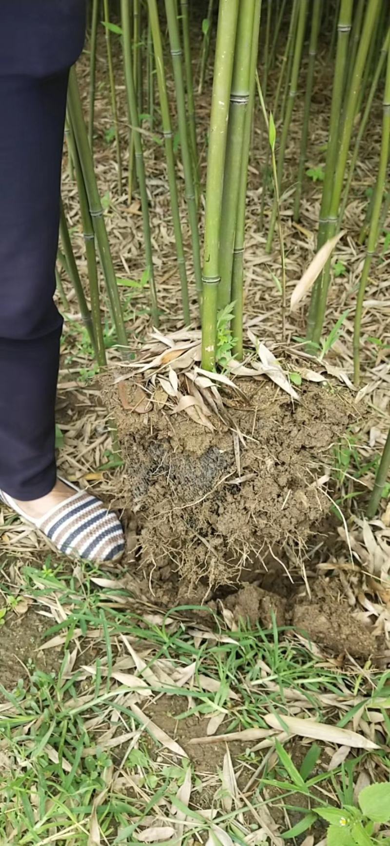竹子基地量大批发，竹子品种全数量大