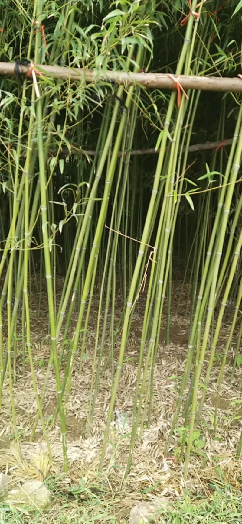 竹子基地量大批发，竹子品种全数量大