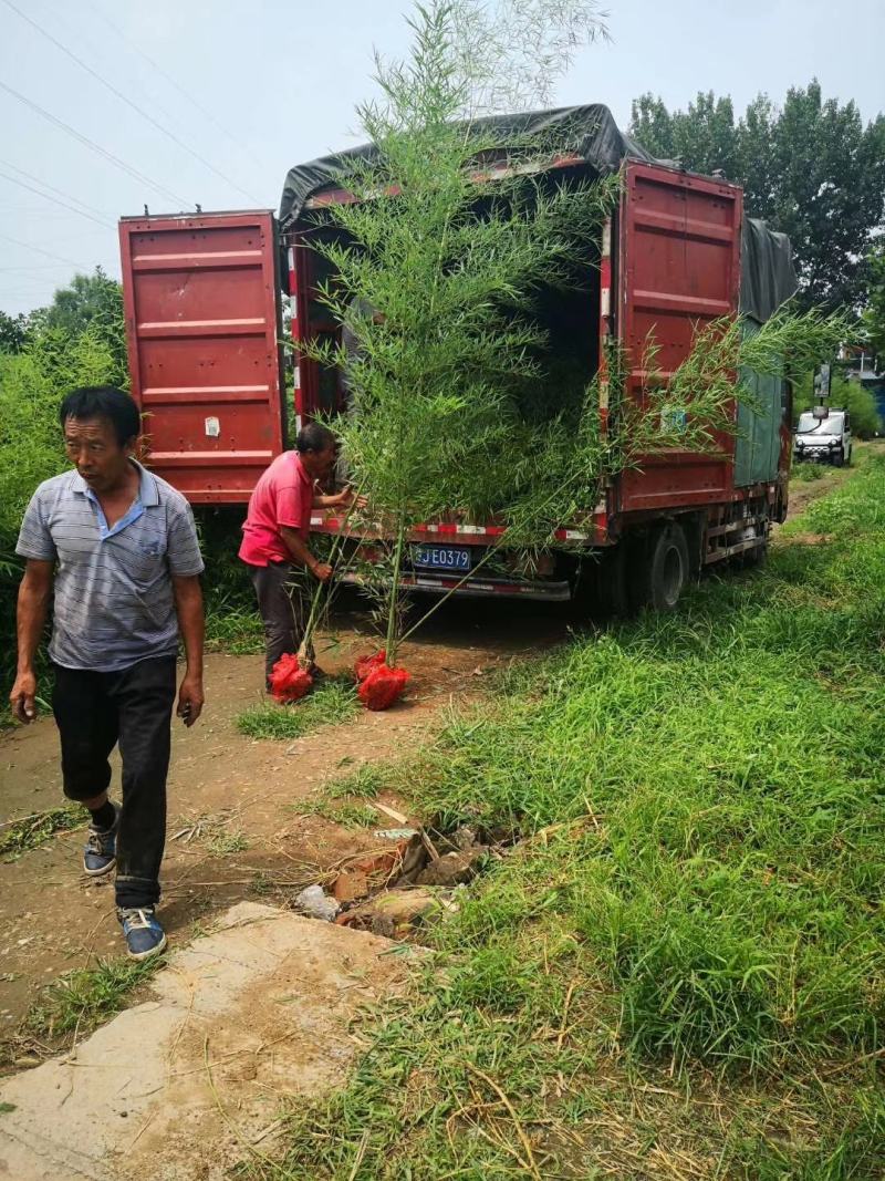 竹子基地量大批发，竹子品种全数量大