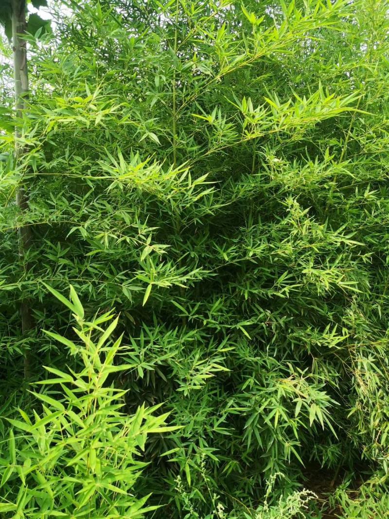 竹子基地量大批发，竹子品种全数量大