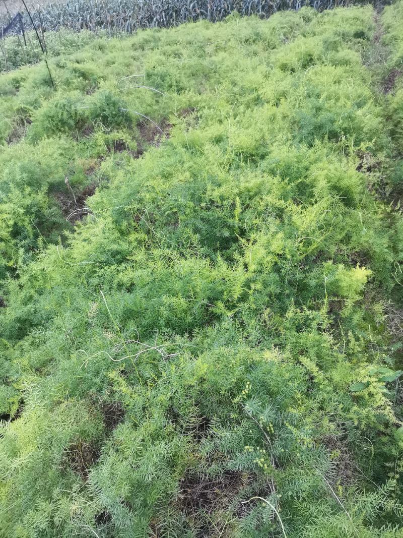 良种大天冬，质优价廉，极易成活，成活率高，免费提供种植。