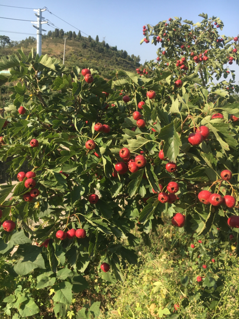 甜红子山楂.新泰特产甜红子