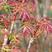 红油香椿树苗绿油香椿树苗产量高四季食用树苗盆栽地栽香椿树