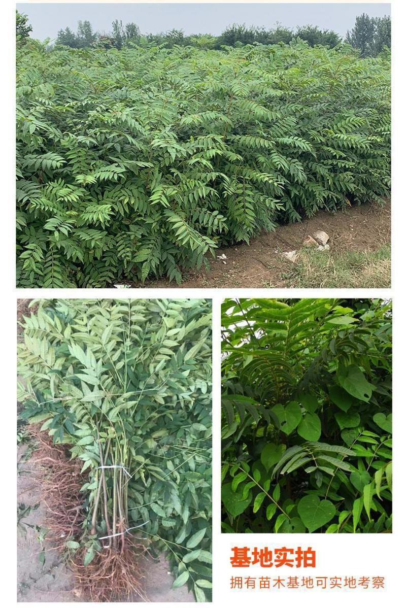 红油香椿树苗绿油香椿树苗产量高四季食用树苗盆栽地栽香椿树