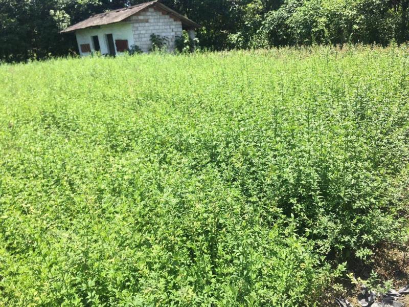 四川成都温江基地迎春，基地货质量保证，货源充足