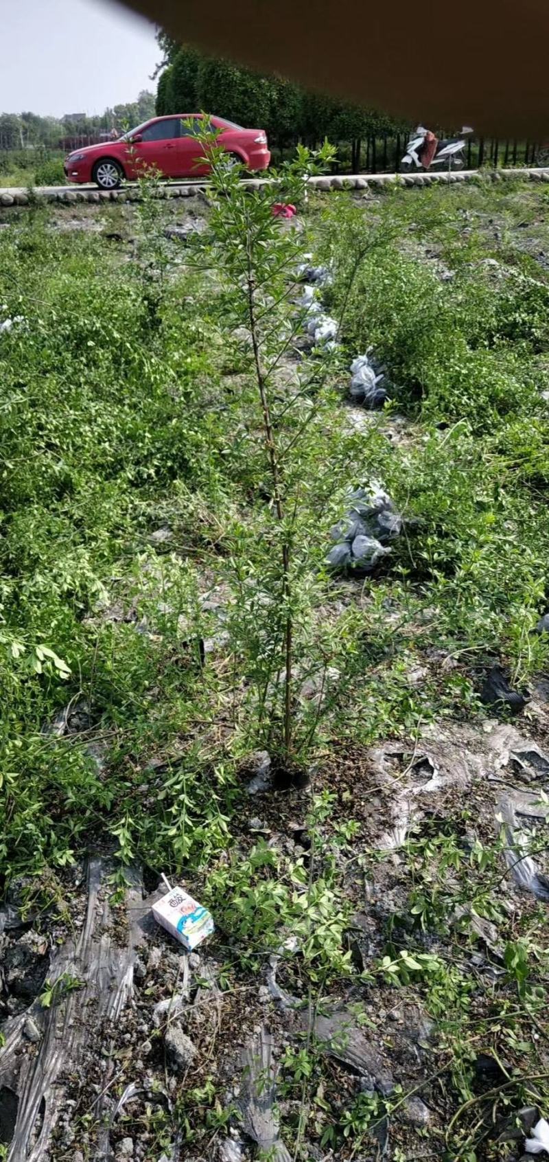 四川成都温江基地迎春，基地货质量保证，货源充足
