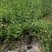 四川成都温江基地迎春，基地货质量保证，货源充足