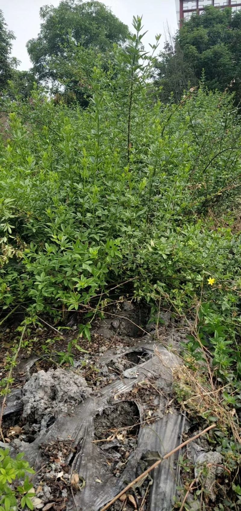 四川成都温江基地迎春，基地货质量保证，货源充足