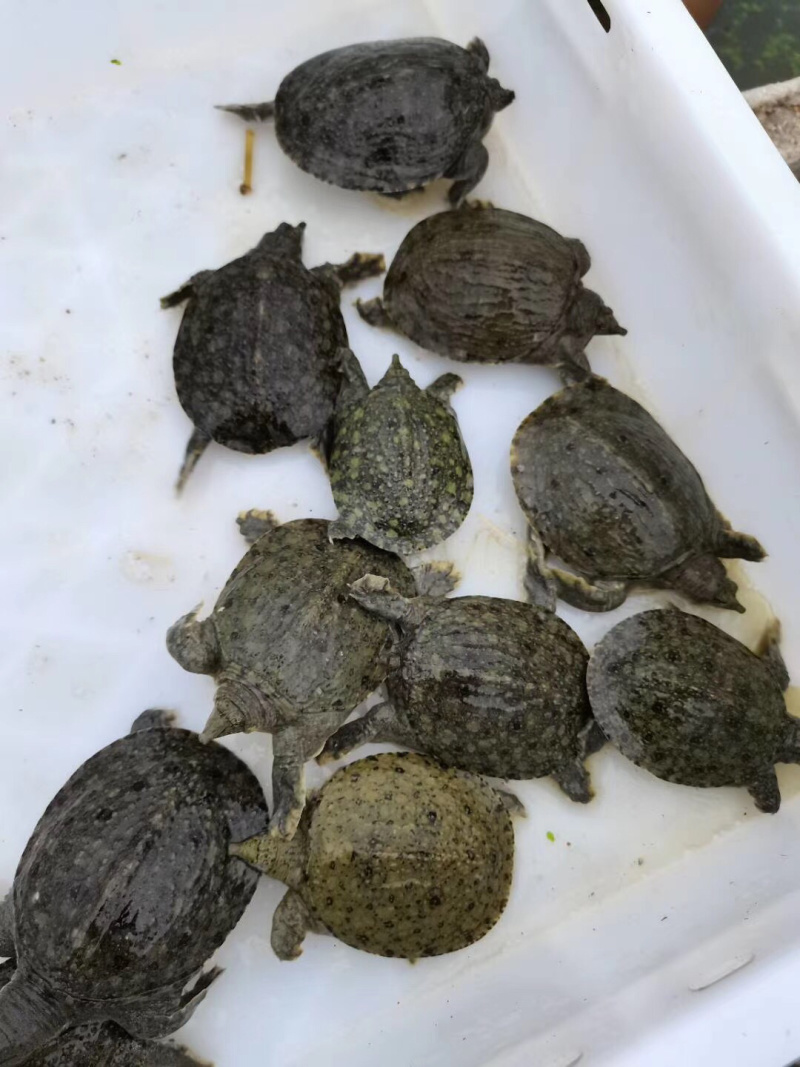 1-2两正宗中华鳖外塘苗