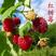 双季树莓苗覆盆子树莓红树莓南北方种植树（丰满红，红树莓）