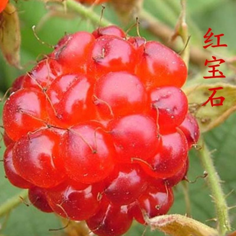 双季树莓苗覆盆子树莓红树莓南北方种植树（丰满红，红树莓）