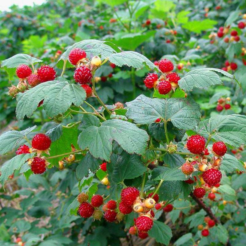 双季树莓苗覆盆子树莓红树莓南北方种植树（丰满红，红树莓）