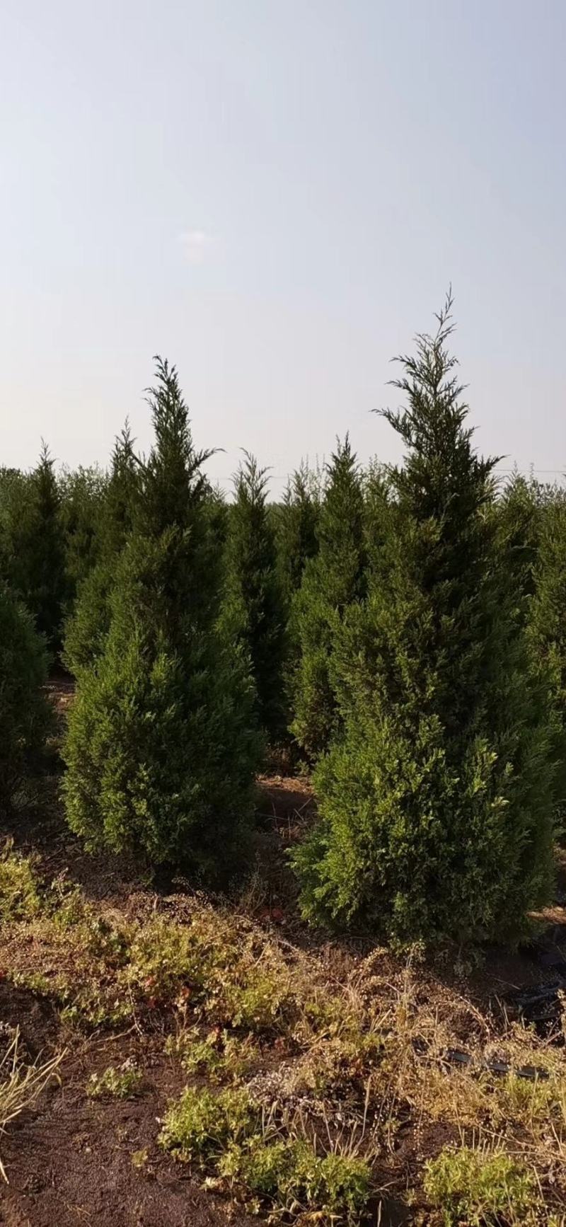 塔松基地量大供应，塔柏低价供应，塔柏，蜀桧
