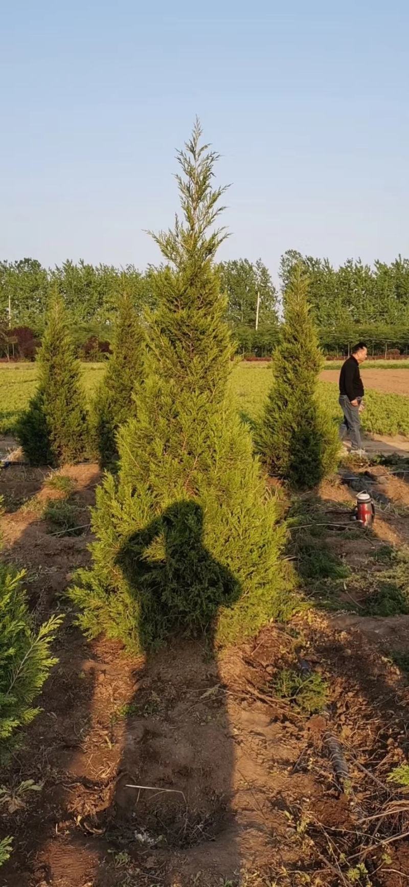 塔松基地量大供应，塔柏低价供应，塔柏，蜀桧