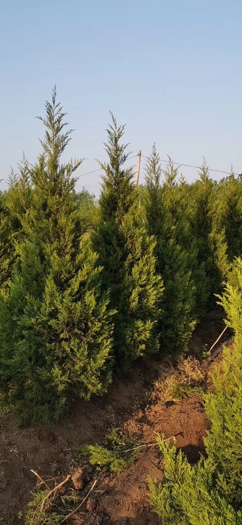 塔松基地量大供应，塔柏低价供应，塔柏，蜀桧